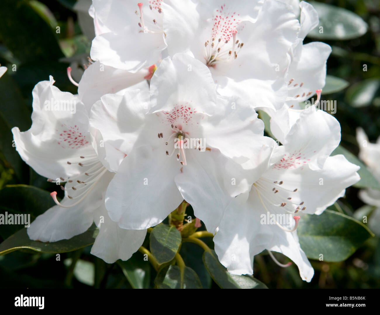 Rhododendron `Rex` Stock Photo